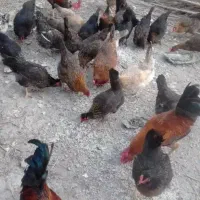 مرغ عربی تخم گذار و خروس