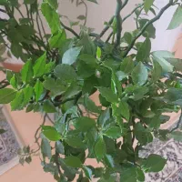 گل وگلدان|گل و گیاه طبیعی|اصفهان, گلستان|دیوار