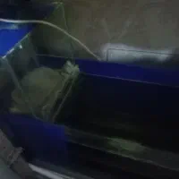 آکواریوم|ماهی|ارومیه, |دیوار