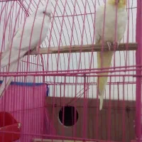 سلام عروس هلندی درشاگان|پرنده|شادگان, |دیوار