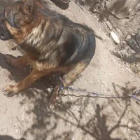 ژرمن|سگ|یزد, |دیوار