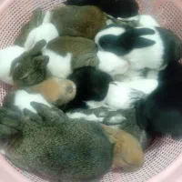 خرگوش کوچولو|موش و خرگوش|خان ببین, |دیوار