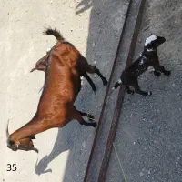 گوسفند