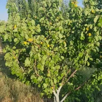 نهالستان رباط‌کریم