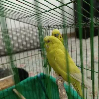 مرغ عشق|پرنده|جوانرود, |دیوار