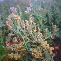 کاه ینجه و تخمه ینجه