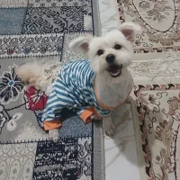 سگ 1ساله