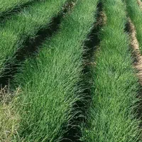 نهال پیاز مینروا|گل و گیاه طبیعی|جیرفت, |دیوار