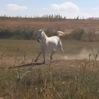 اسب مادیان  گوزل|اسب و تجهیزات اسب‌سواری|نظر کهریزی, |دیوار