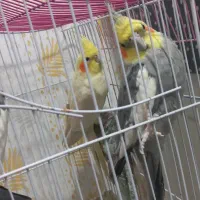 عروس هلندی|پرنده|شریف‌آباد, |دیوار