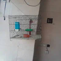 قفس پرنده با جای غذا و آب ۵۰۰
