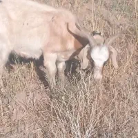 بز قاله