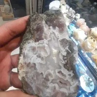 یک قطعه شجر کلکسیونی