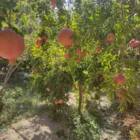 انار باغ شما را خریداریم|عمدهفروشی|تفت, |دیوار