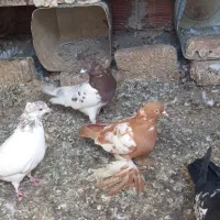 تعدادی،کبوتر گرفته شده|پرنده|مرند, |دیوار