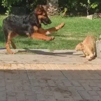 ژرمن|سگ|شوش, |دیوار