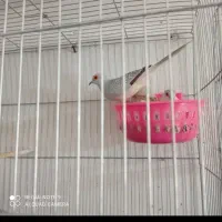 کبوتر الماسی چینی