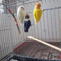 طوطی برزیلی جفت نروماده رنگ خاص