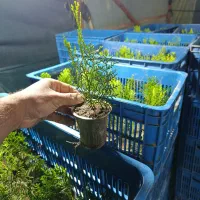 کامس نوکدار نایلکسی درجه یک