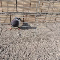 کفتر کله دم سیاه غریب گیر