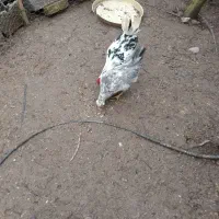 مرغ و خروس گلین