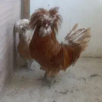 مرغ خروس لهستانی