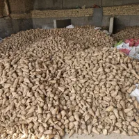 چغندردامی|عمده‌فروشی|قوچان, |دیوار