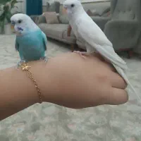 یک جفت مرغ عشق