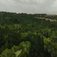 انگور عسگری درجه یک