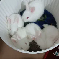 بچه خرگوش برفی