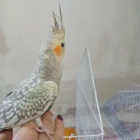 عروس هلندی|پرنده|صومعه‌سرا, |دیوار