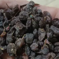 فروش ویژه  کشمش بواناتی بدون هسته