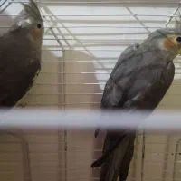 پنچ تا عروس هلندی|پرنده|قدس, شهر‌قدس|دیوار