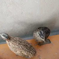 بلدر چین مولد تخم گذار نر و ماده