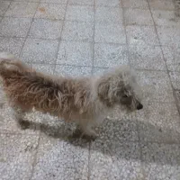 سگ شیتزو قیمت مناسب|سگ|گرمسار, |دیوار