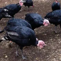 بوقلمون محلی