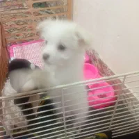 سگ پودل کراس سفید