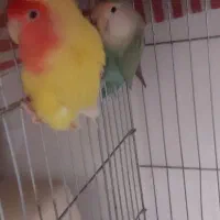 طوطی برزیلی مولد چند ساله وارداتی|پرنده|کرج, عظیمیه|دیوار