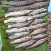 ماهی کارون، تازه و خوش طعم