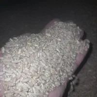 بذر گندم ترابی