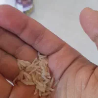 برنج تازه دانه بلند هندی