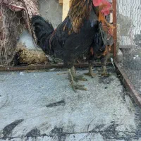 مرغ و خروس|حیوانات مزرعه|شیراز, دشت چنار|دیوار