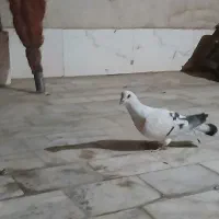 شامی نر گردن کلفت و