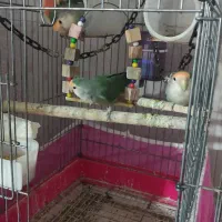 4طوطی برزیلی دستی