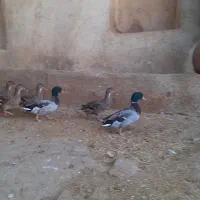 اردک کوهی کله سبز|حیوانات مزرعه|کوهدشت, |دیوار