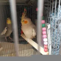 عروس هلندی گم شده