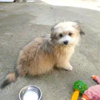 سگ واگزاری شده|سگ|آمل, |دیوار