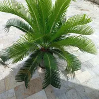 گل پدیلانتوس، بن سای کراسولا|گل و گیاه طبیعی|رشت, رودباری|دیوار