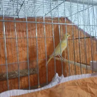 قناری نر جوان|پرنده|مسجد سلیمان, |دیوار