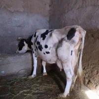 گاو سراب|حیوانات مزرعه|زنجانرود, |دیوار